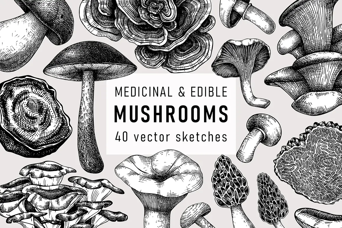 Mushroom vector sketches. Medicinal fungi hand drawn illustrations. Illustration