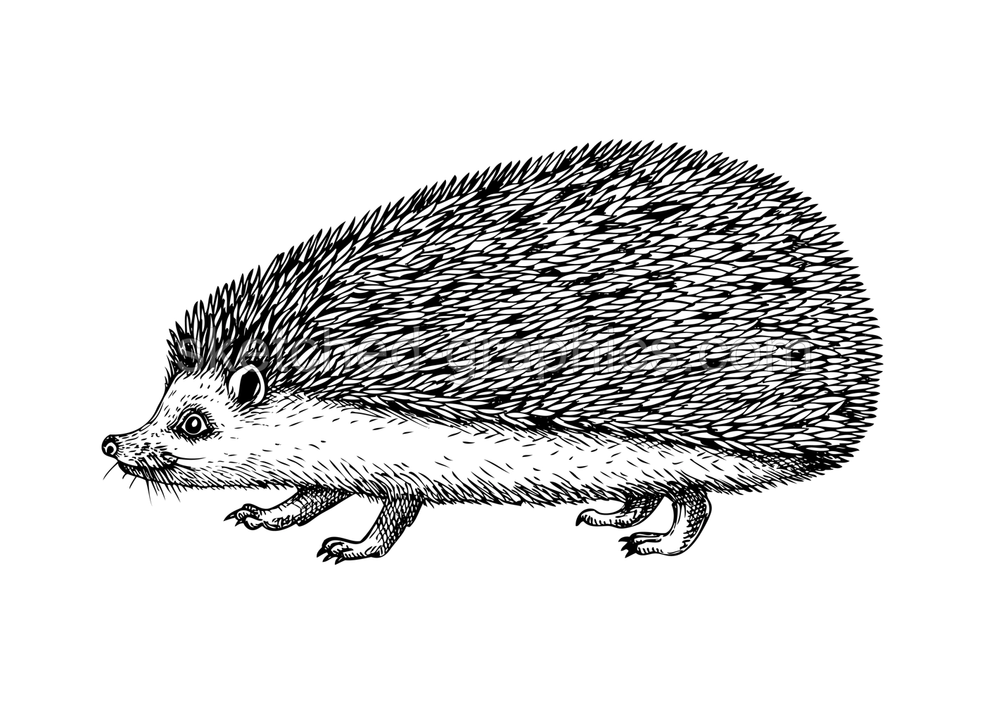 Hedgehog vector sketch. Hand drawn wildlife illustration in engraved style. Mammal isolated on white background. Black and white animal drawing for print, poster, card, cover. Illustration