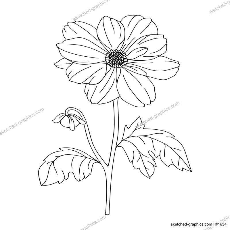 Dahlia flower illustration. Modern botanical drawing for pattern, logo, template, banner, posters, invitation and greeting card design. Black dahlia outline. Summer flower design.