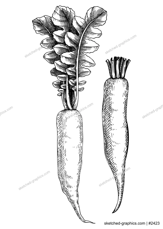 Fresh daikon radish sketch. Garden vegetable drawing. Organic green food plant. Root vegetable composition of two hand-sketched daikon plants. Vector illustration of raw cultivated radish