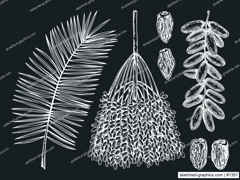 Hand-sketched date illustrations on chalkboard. Hand drawn leaves, fresh and dried fruits, branch, palm sketches set. Vintage dehydrated date fruits in engraved style. Delicious healthy food dessert. 