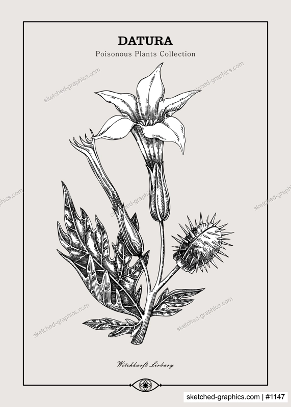 Antique apothecary label design. Datura sketch. Witch herbs. Poisonous plant hand-drawn illustration. Art deco poster. NOT AI generated