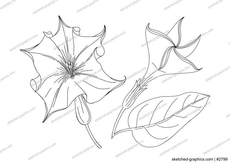 Datura flower  illustration. Modern botanical drawing for pattern, logo, template, banner, posters, invitation, and greeting card design. Jimson weed outline. Poisonous plant design.