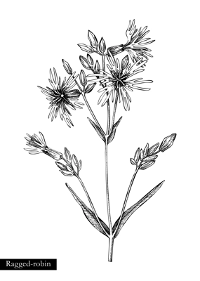 Ragged-robin vector illustration. Hand drawn summer flower sketch. Wildflower drawing isolated on white background. Damp meadows or woodlands flowering plant. Floral design element in engraved style