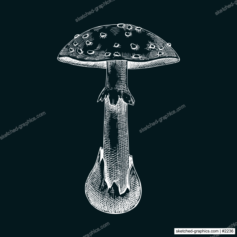 Dead cap mushroom sketch. Hand-drawn deadly poisonous fungus illustration. Forest mushroom drawing on chalkboard
