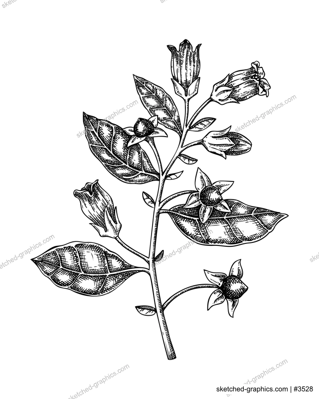 Deadly nightshade sketch. Poisonous plant drawing. Belladonna hand-drawn vector illustration. Witchcraft, herbal remedies, medicinal plants, apothecary.  NOT AI genereted