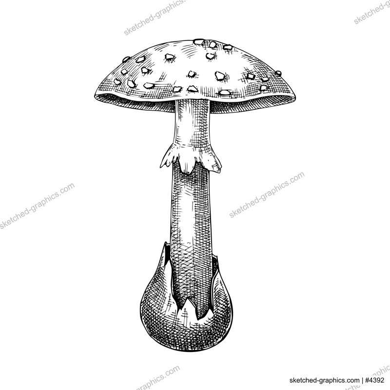 Dead cap mushroom sketch. Hand-drawn deadly poisonous fungus illustration. Forest mushroom drawing isolated on white.