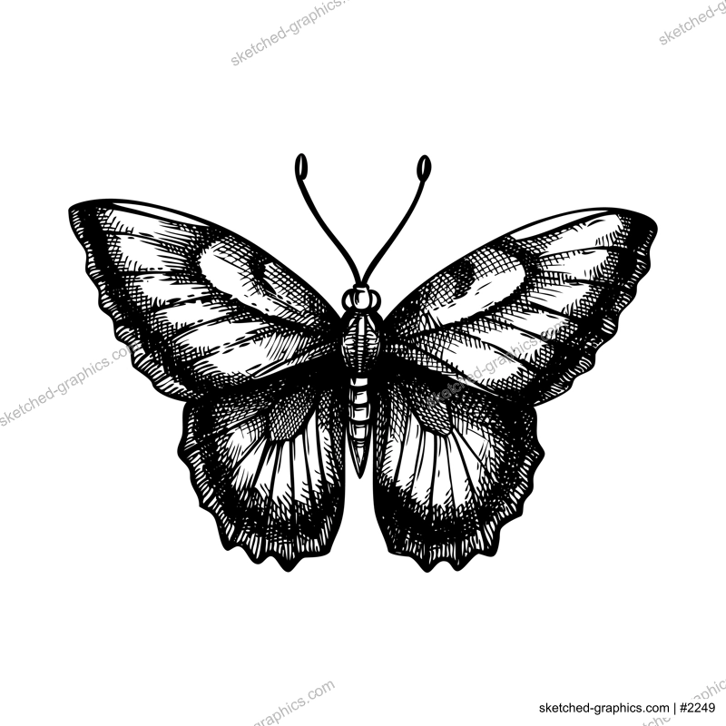 Decorative butterfly sketch. Hand drawn insect vector illustration. Nature design element. NOT AI generated