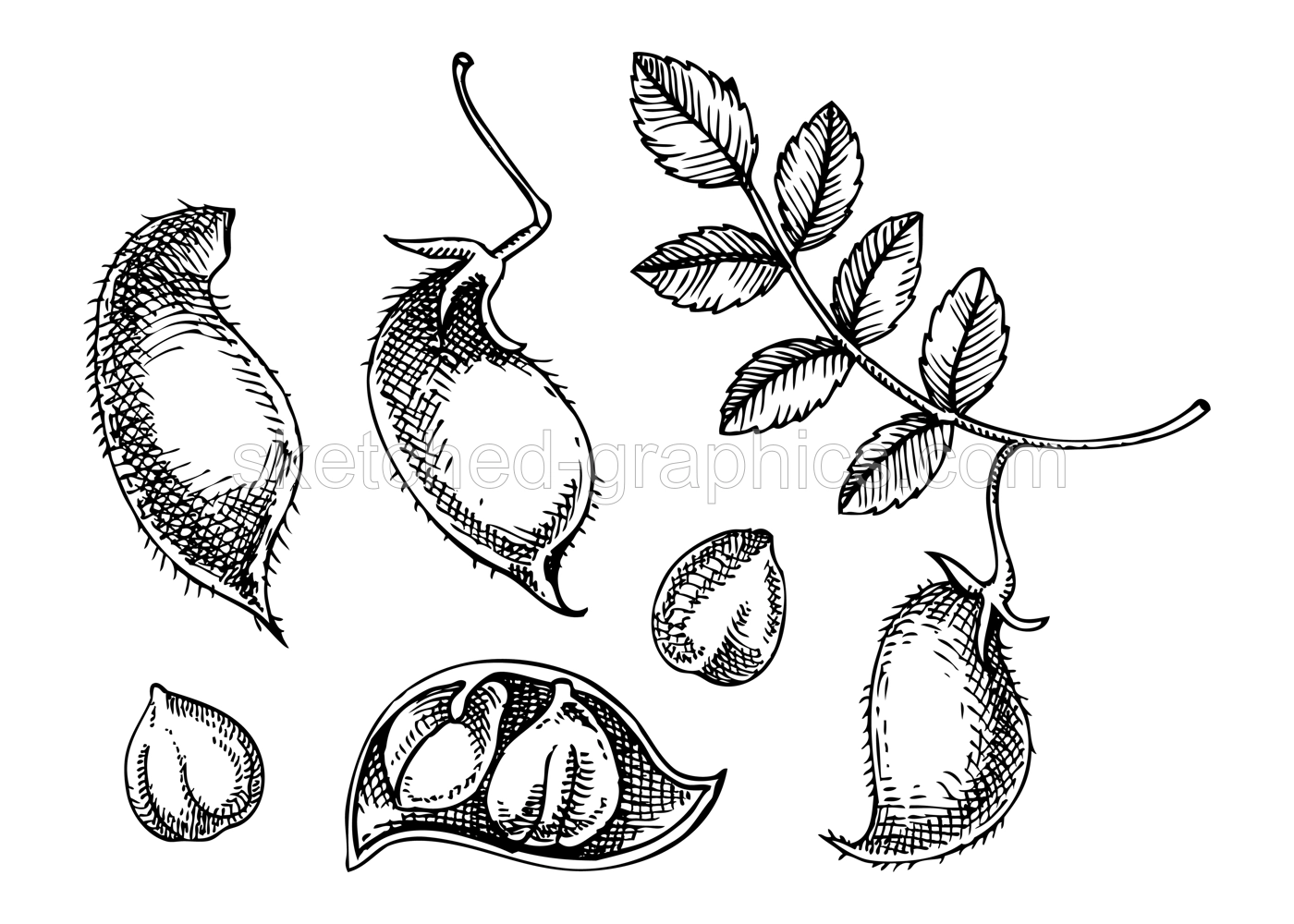Vector chickpeas illustration. Agricultural plant with leaves, pods, beans drawings. Hand drawn ingredient for humus. Vegan food drawings. Asian cuisine sketches set Illustration