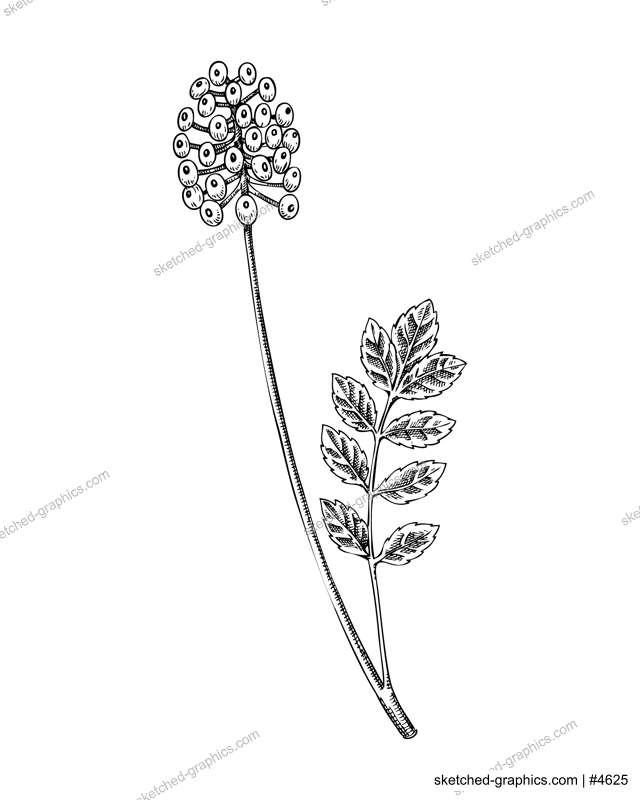 Doll's eyes plant sketch. Poisonous plant drawing. White baneberry hand-drawn vector illustration. Witchcraft. NOT AI generated