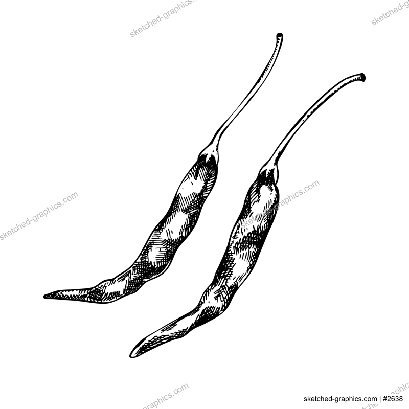 Vector dried chili pepper sketches. Cayenne pepper in engraved style. Hot spice, spicy vegetables set isolated on white background. Mexican cuisine ingredient, packaging, menu design element