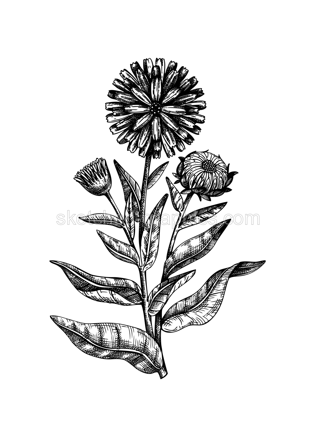 Hand-sketched Calendula illustration. Medicinal plant vector drawing in vintage style. Vintage herbs sketch or herbal tea ingredients, cosmetology, and traditional medicine. Vector summer flower.  Illustration