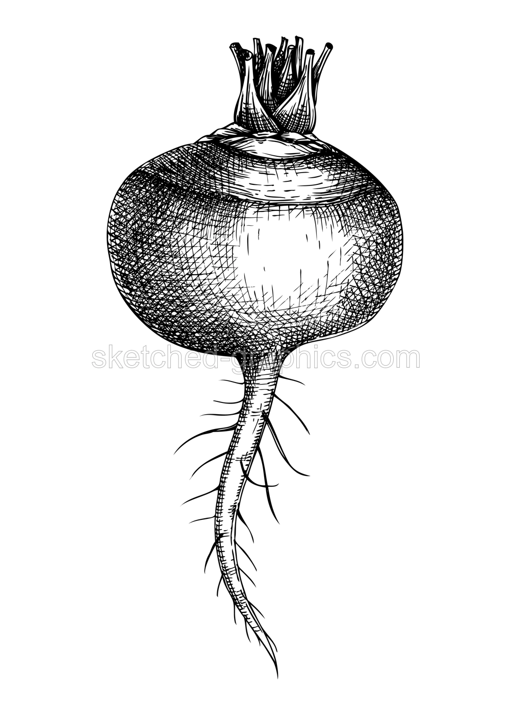 Fresh white turnip sketch. Garden root vegetable. Organic food plant hand-sketched illustration. Vector illustration of raw cultivated turnip Illustration