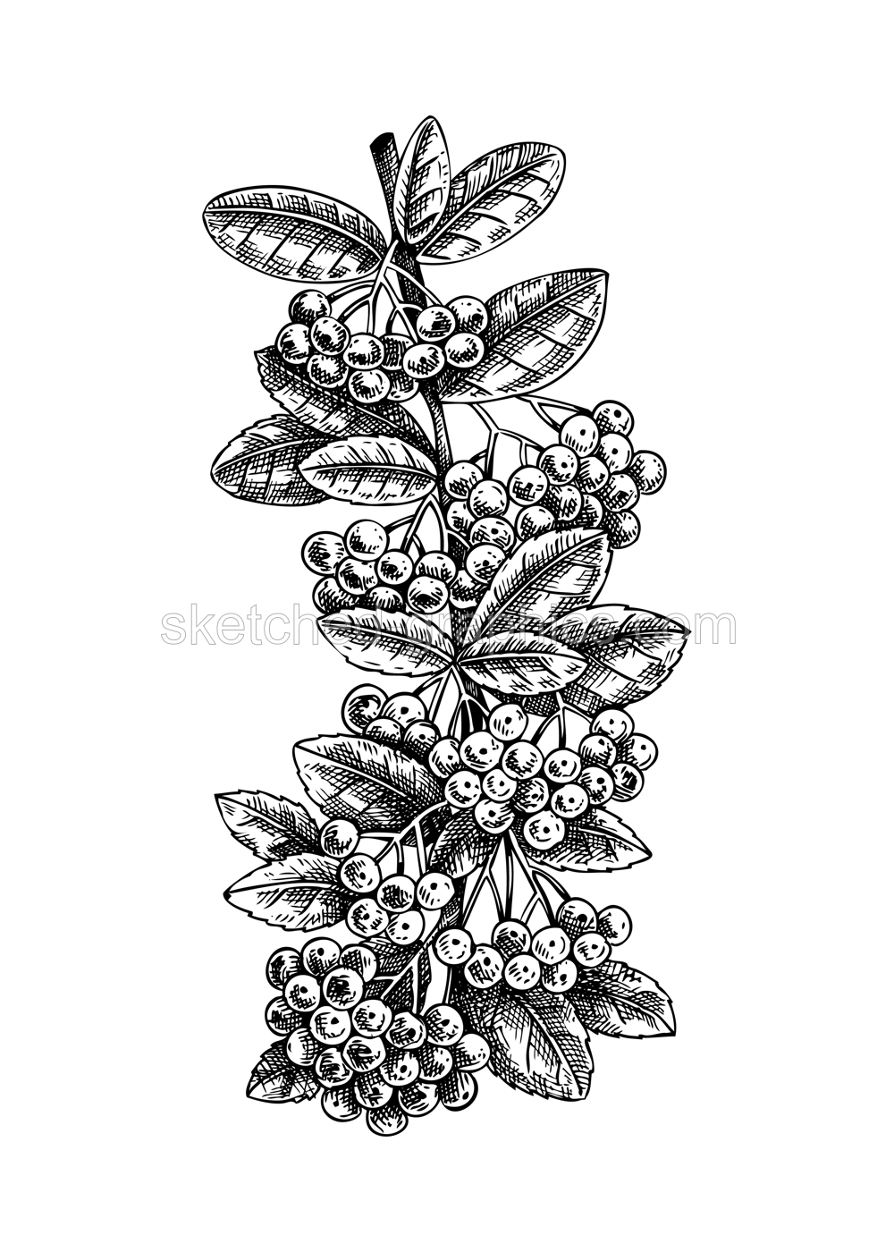 Decorative autumn plant sketch. Firethorn branch drawing. Hand-drawn botanical element in sketch style. Sketched fall leaves and berries illustrations. For Thanksgiving day design. Illustration