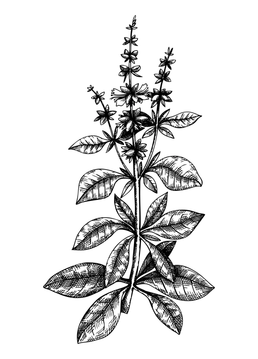 Hand sketched Basil illustration with leaves and flowers. Hand-drawn medicinal herb and culinary spice. Engraved style botanical illustration. Herbal medicine and tea ingredients. Basil vintage sketch