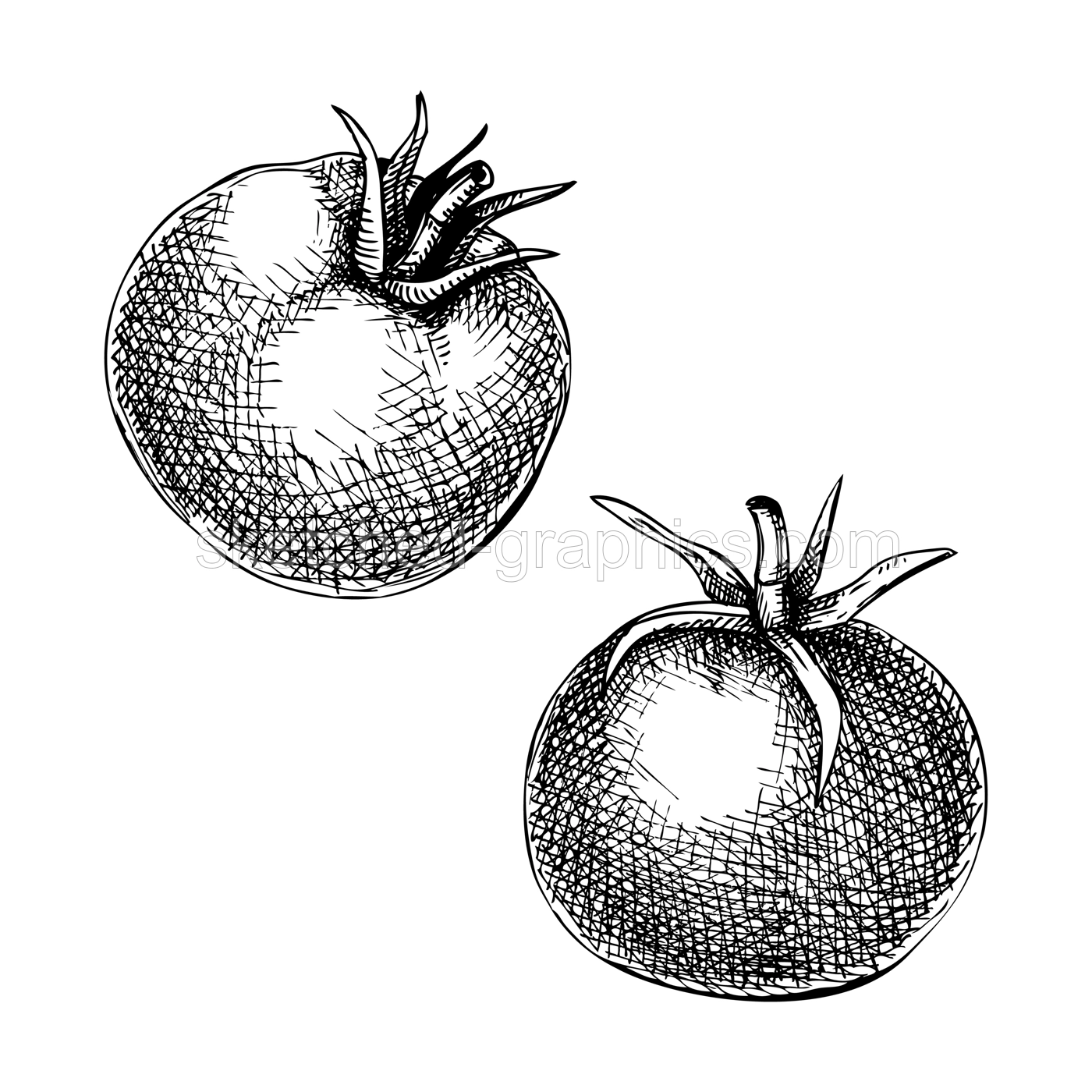 Fresh tomato sketch. Hand-sketched Vegetable illustration. Healthy food plant. Vector drawing of raw cultivated red tomato's. Fruit for grocery, markets, packaging, recipes, menus design. Illustration