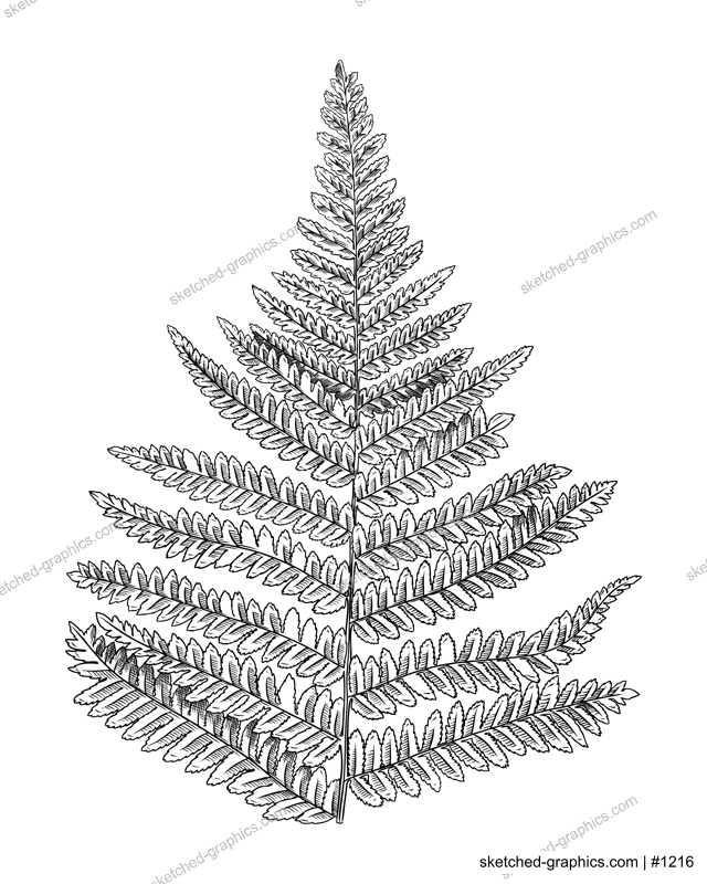 Hand-sketched eagle fern botanical illustration isolated on white.  Maidenhair spleenwort hand-drawing. Engraved style fern on white background. Woodland plants and botanical element sketch