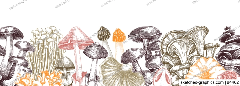 Edible mushrooms vector border in color. Vintage autumn forest plant banner. Fall banner design with hand drawn fungi sketches. Healthy food, fungal protein vector illustration for print and packaging