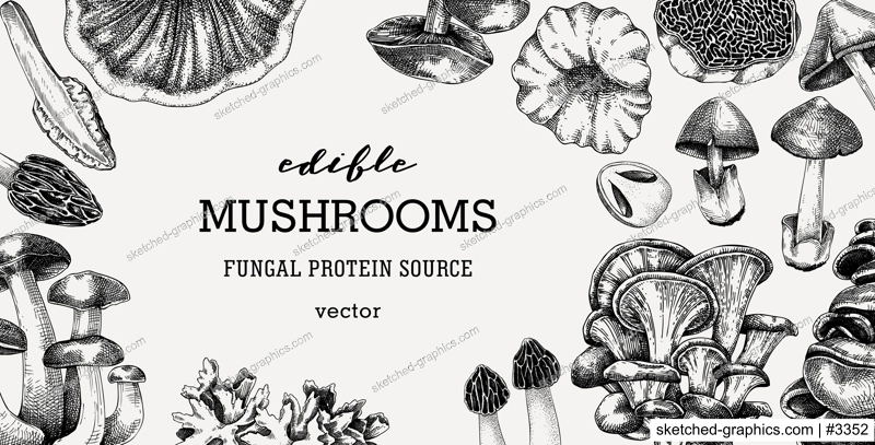 Edible mushrooms vector background. Vintage autumn forest plant frame. Fall banner design with hand drawn fungi sketches. Healthy food, fungal protein vector illustration for print and packaging