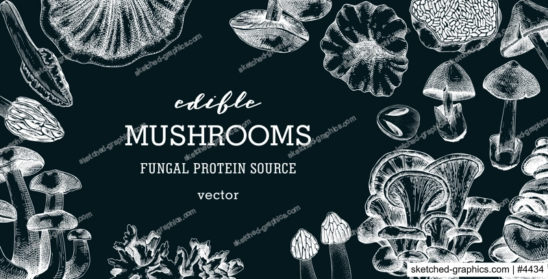 Edible mushrooms vector background. Vintage autumn forest plant frame on chalkboard. Fall banner design with hand drawn fungi sketches. Healthy food, fungal protein vector illustration for print 