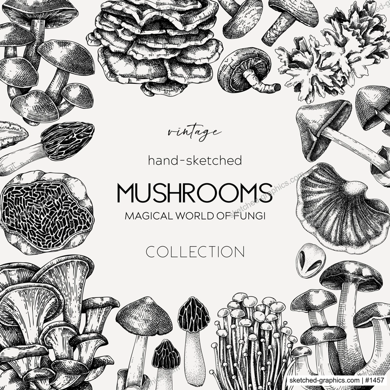 Edible mushrooms background. Forest mushrooms frame, card design. Fungi, healthy food, vegan product sketches. Autumn hand-drawn vector illustration. Engraved style design template