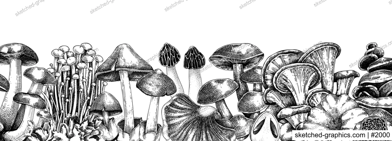 Edible mushrooms vector border. Vintage autumn forest plant banner. Fall banner design with hand drawn fungi sketches. Healthy food, fungal protein vector illustration for print and packaging