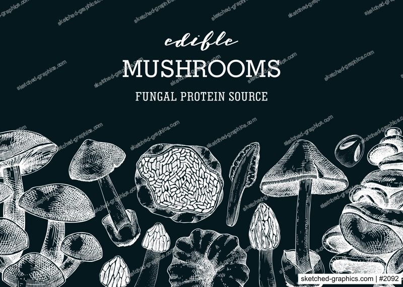 Edible mushrooms banner on chalkboard. Artistic autumn forest plant border. Fall background with  hand drawn fungi sketches and abstract shapes. Healthy food, fungal protein vector illustration