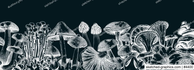 Edible mushrooms vector border on chalkboard. Vintage autumn forest plant banner. Fall banner design with hand drawn fungi sketches. Healthy food, fungal protein vector illustration for print 
