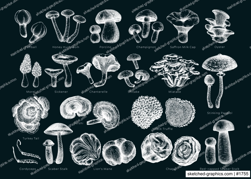 Edible mushrooms vector illustrations collection. Hand drawn food drawings. Forest plants sketches on chalkboard. Perfect for recipe, menu, icon, packaging, Vintage mushrooms outlines. Botanical set.