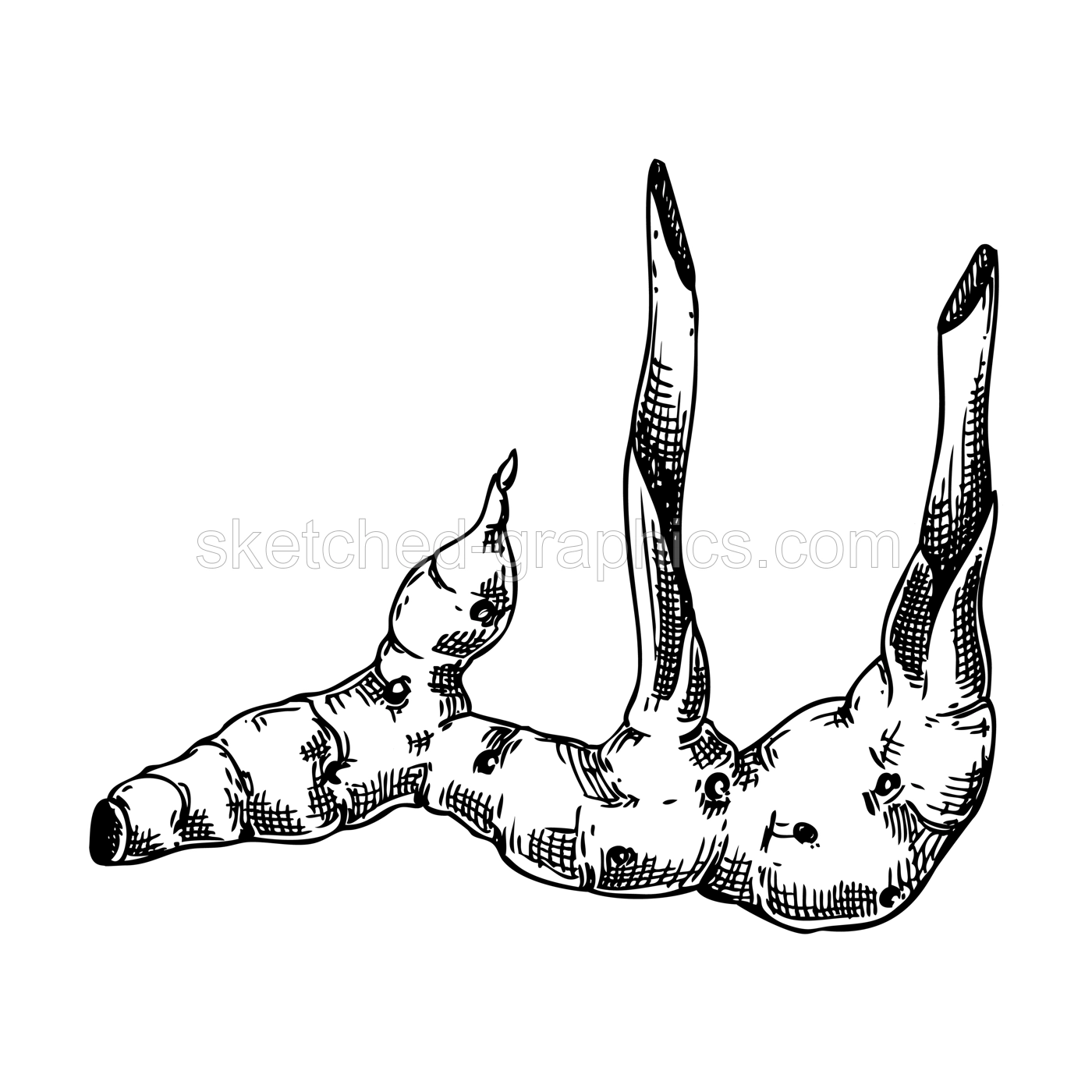 Galangal root sketch. Kitchen spice drawing. Herbs and spices hand-drawn vector illustration. NOT AI genereted Illustration