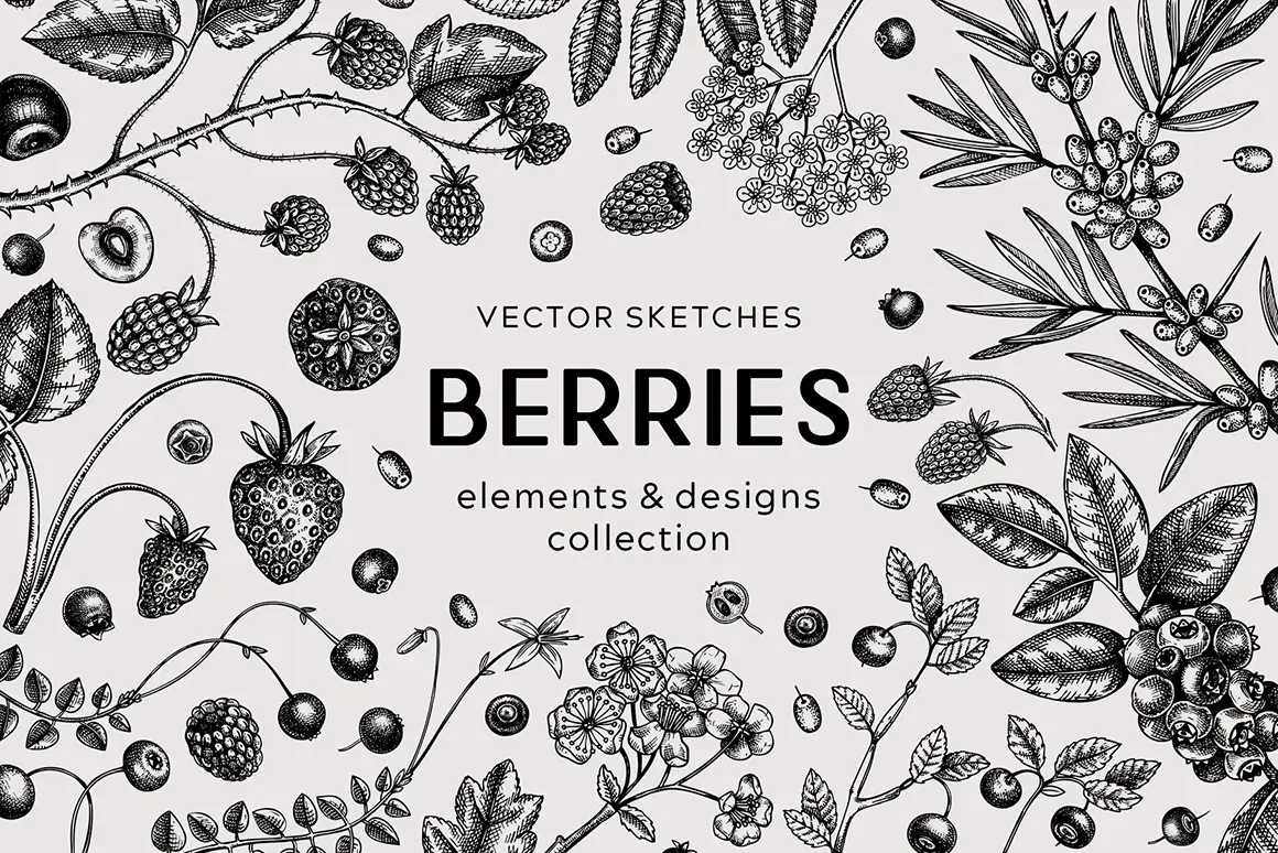 Berry vector sketches and designs. Botanical illustrations of berries and flowers. Illustration
