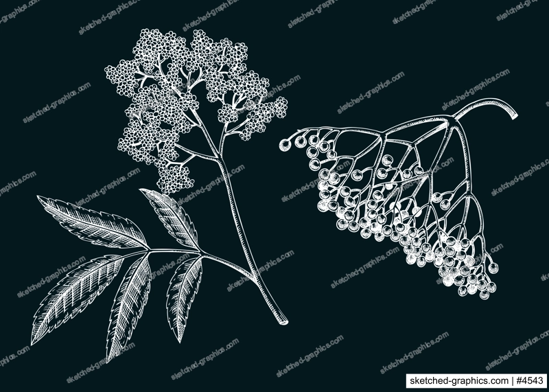 Elderberry on chalkboard, elderflower sketch. Apothecary plant drawing. Herbal remedies, medicinal plant, natural medicine hand-drawn vector illustration. NOT AI genereted