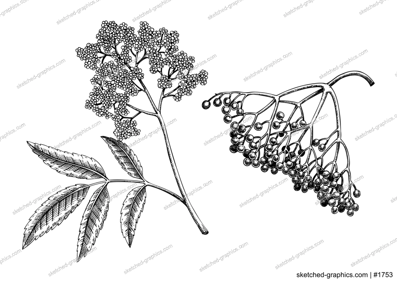 Elderberry, elderflower sketch. Apothecary plant drawing. Herbal remedies, medicinal plant, natural medicine hand-drawn vector illustration. NOT AI genereted