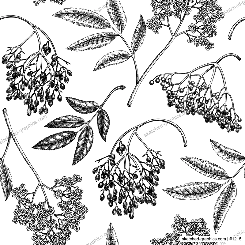 Elderberry seamless pattern. Elderflower sketch. Witchcraft background. Apothecary plant, herbal remedies, natural medicine hand-drawn vector illustration. NOT AI genereted