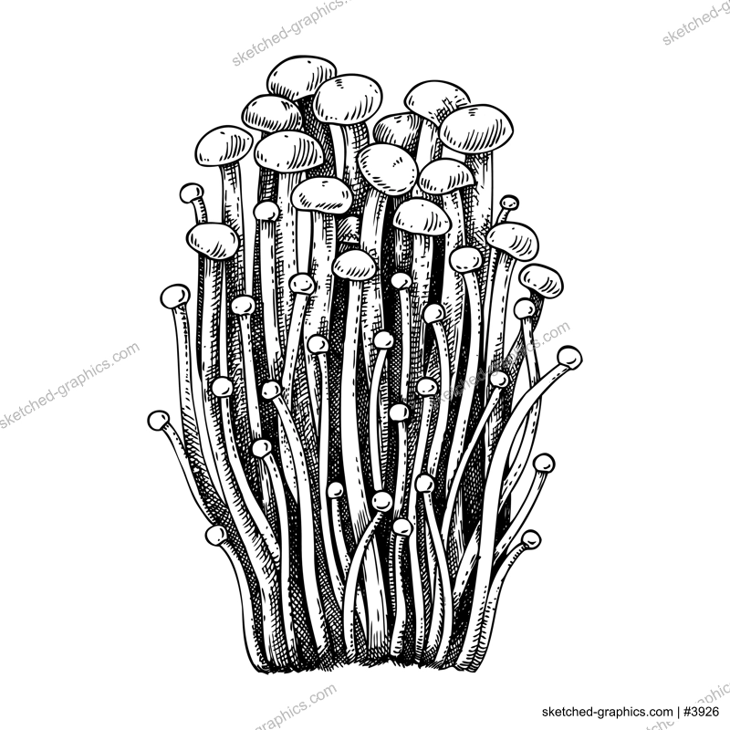 Enoki mushroom sketch. Edible fungus illustration. Fungal protein, mycoprotein source. Medicinal mushroom drawing isolated on white. Healthy food and plant-based meat substitutes design element