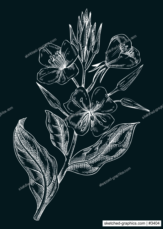 Evening primrose vector illustration. Hand drawn summer flower sketch. Wildflower drawing on chalkboard. Edible flowering plant. Traditional medicine ingredient. Floral design element 