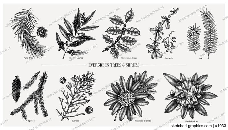 Evergreen and conifers plants collection. Vintage Christmas elements set. Vector botanical illustration with leaves, conifers, branches, flowers, cones. For winter decoration or greeting cards design.