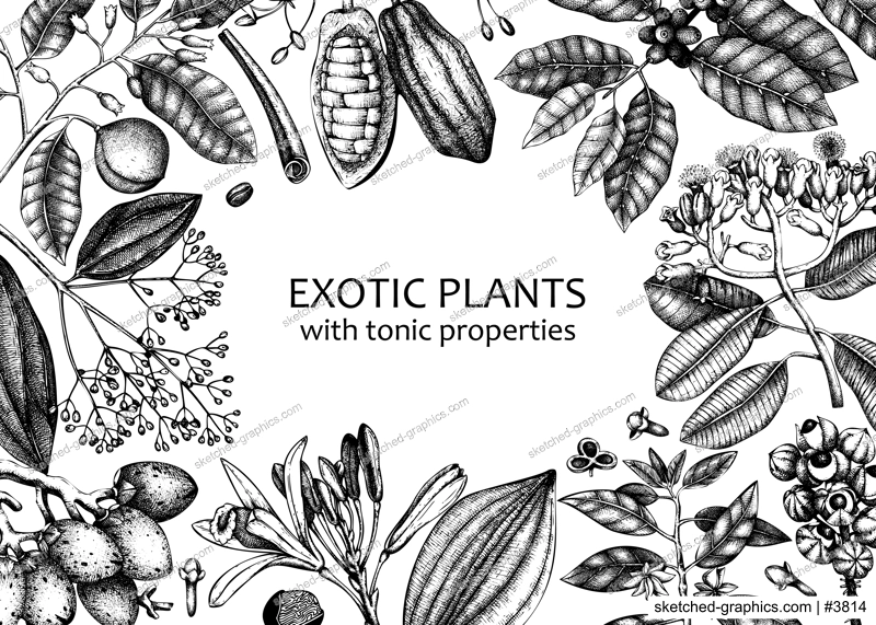 Exotic plants background with  hand- sketched contour lines on chalkboard. Realistic vector illustration in vintage style. Horizontal banner with adaptogenic, medicinal, tonic, and spice plants.