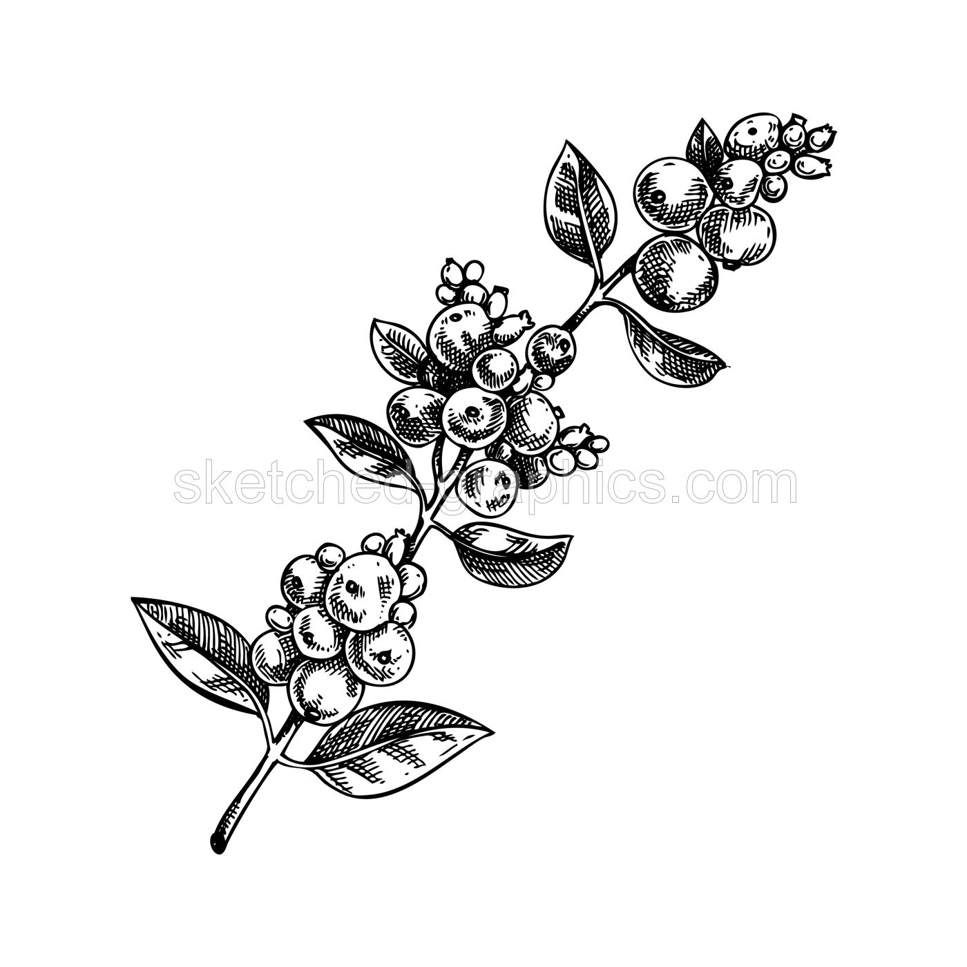 Snowberry sketch. Evergreen plant drawing. Winter tree branch with white berries hand-drawn vector illustration. Christmas design element. NOT AI genereted Illustration