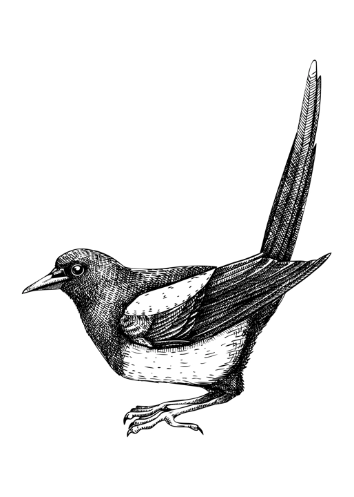Magpie vector sketch. Hand drawn wildlife illustration in engraved style. Large black and white bird isolated on white background. Detailed animal drawing for print, poster, card, cover.