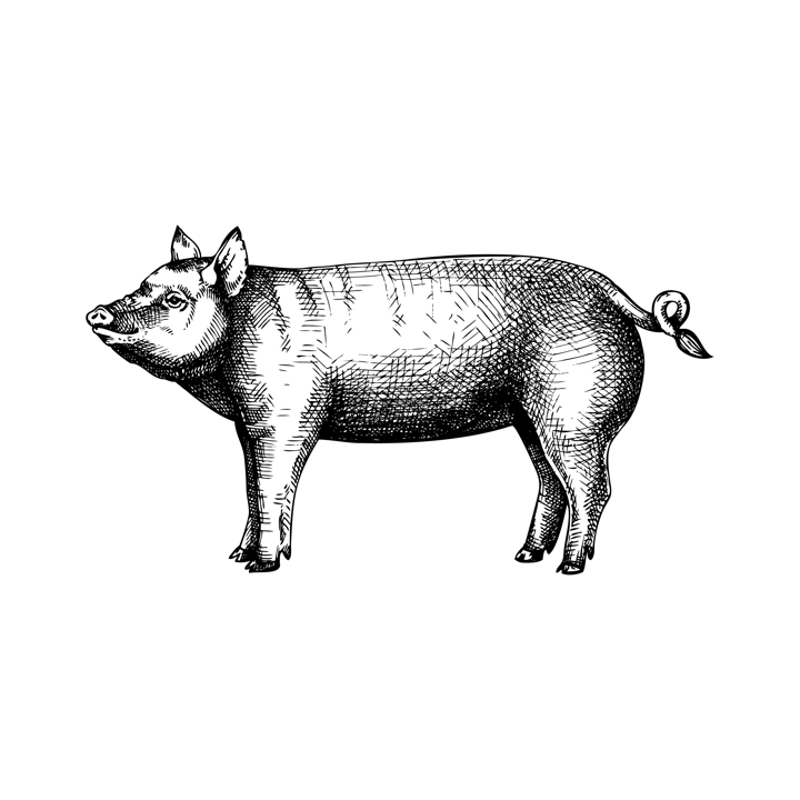 Hand-sketched pig illustration. Graphic hand-drawn sketch. Retro engraving with farm animal for menu restaurants, for packaging, markets and shops. Vector vintage pig illustrations.