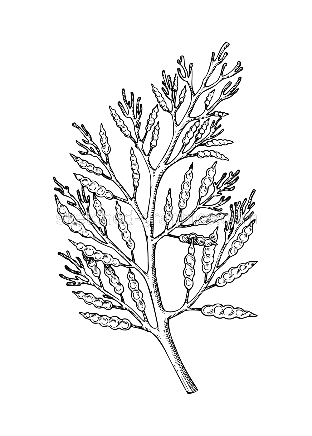 Hand drawn Cystoseira sketch. Edible seaweed drawing isolated on white background. Brown algae vector food illustration. Healthy food ingredients in engraved style. Illustration