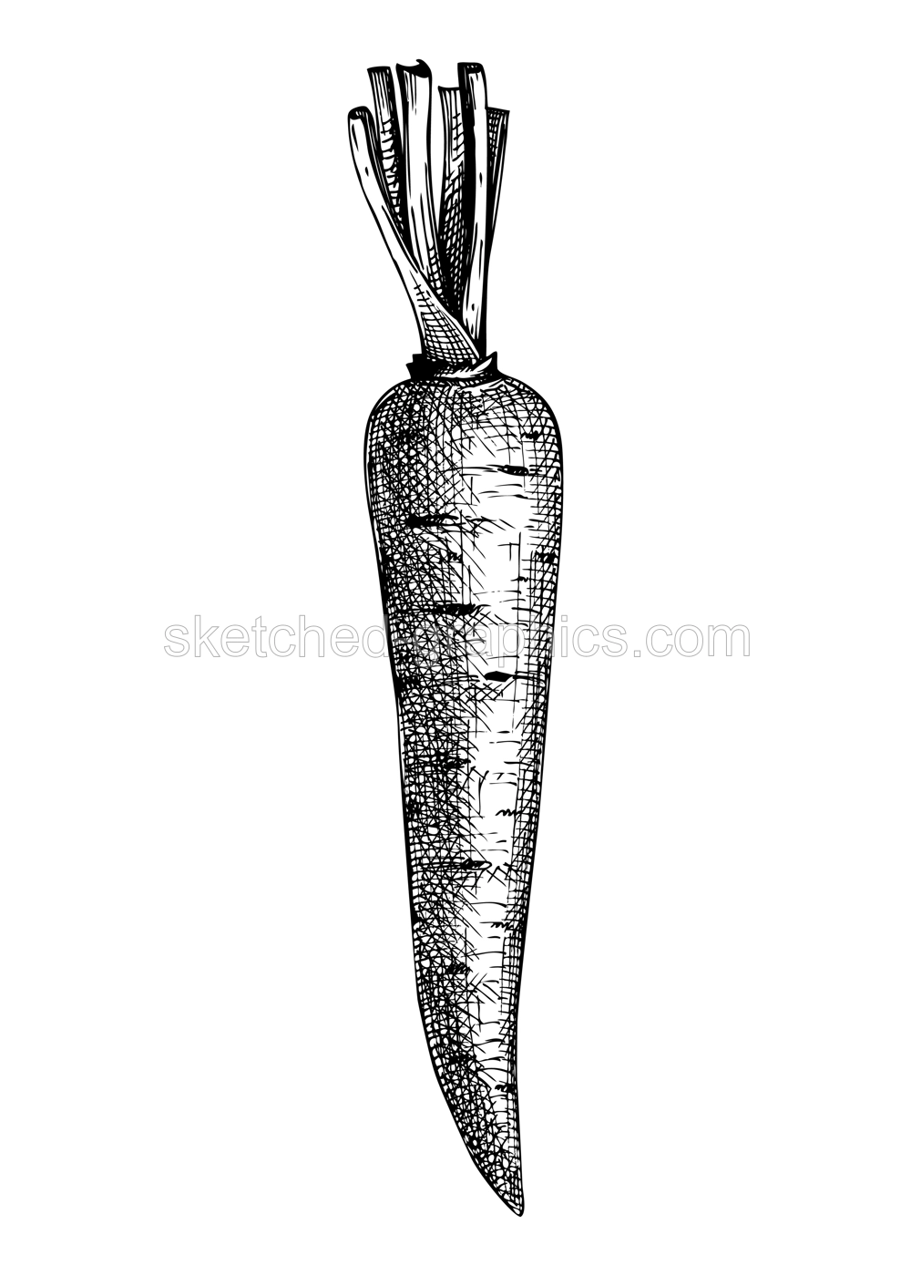 Fresh carrot sketch. Summer garden vegetable. Organic food drawing. Hand-sketched carrot vector illustration. Raw cultivated root vegetable Illustration