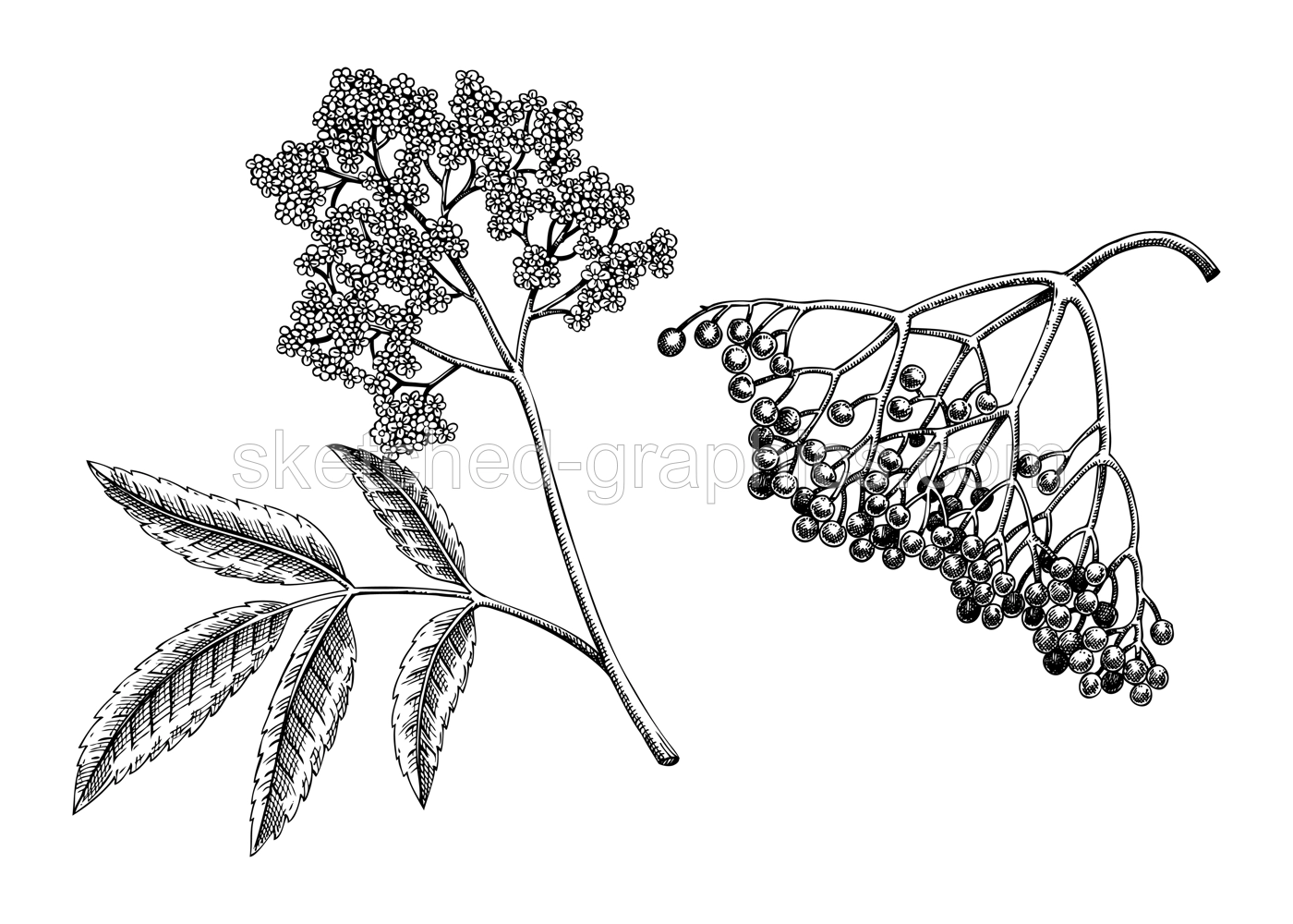 Elderberry, elderflower sketch. Apothecary plant drawing. Herbal remedies, medicinal plant, natural medicine hand-drawn vector illustration. NOT AI genereted Illustration