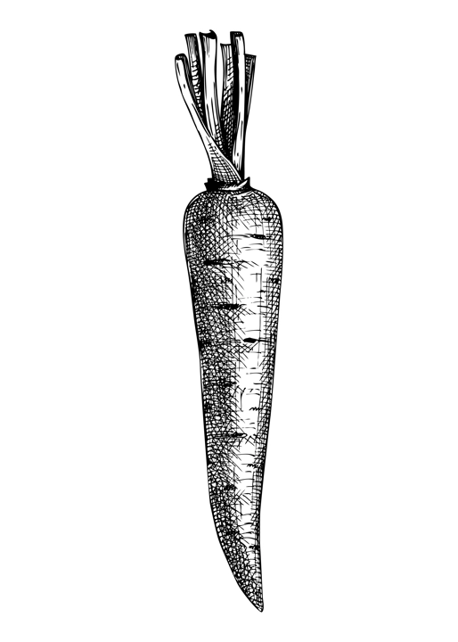 Fresh carrot sketch. Summer garden vegetable. Organic food drawing. Hand-sketched carrot vector illustration. Raw cultivated root vegetable