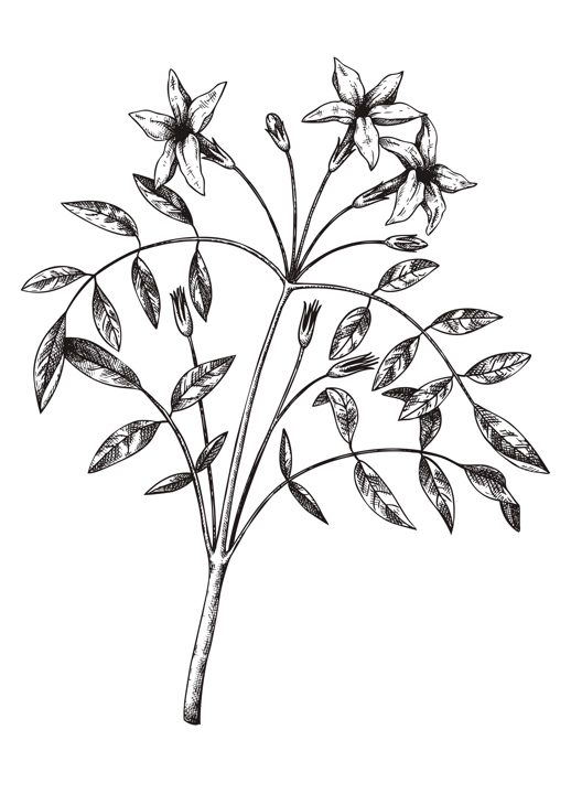 Hand sketched Jasmine botanical illustration with leaves and flowers. Common Jasmine - hand-drawn flowering plant in engraved style. Floral drawing on white background. 