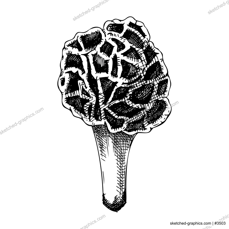 False morel mushroom sketch. Hand-drawn deadly poisonous fungus illustration. Forest mushroom drawing isolated on white. Poisonous woodland plants design element