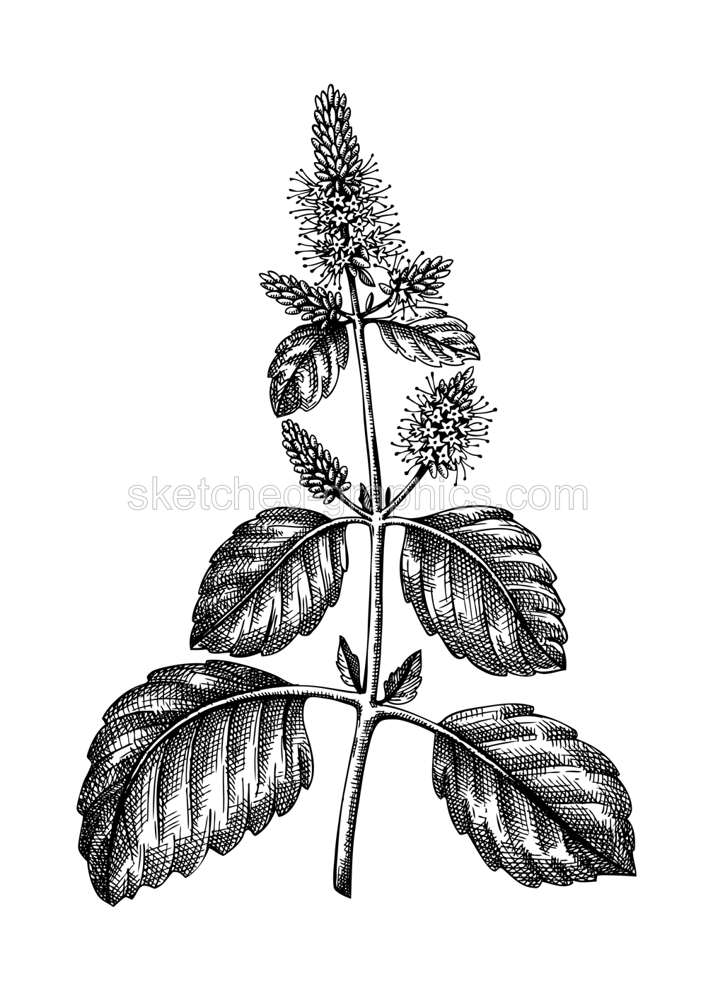Hand sketched illustration of Patchouli with leaves and flowers. Vintage perfumery and cosmetics materials or alternative medicine ingredient sketch. Vector patchouli drawing Illustration