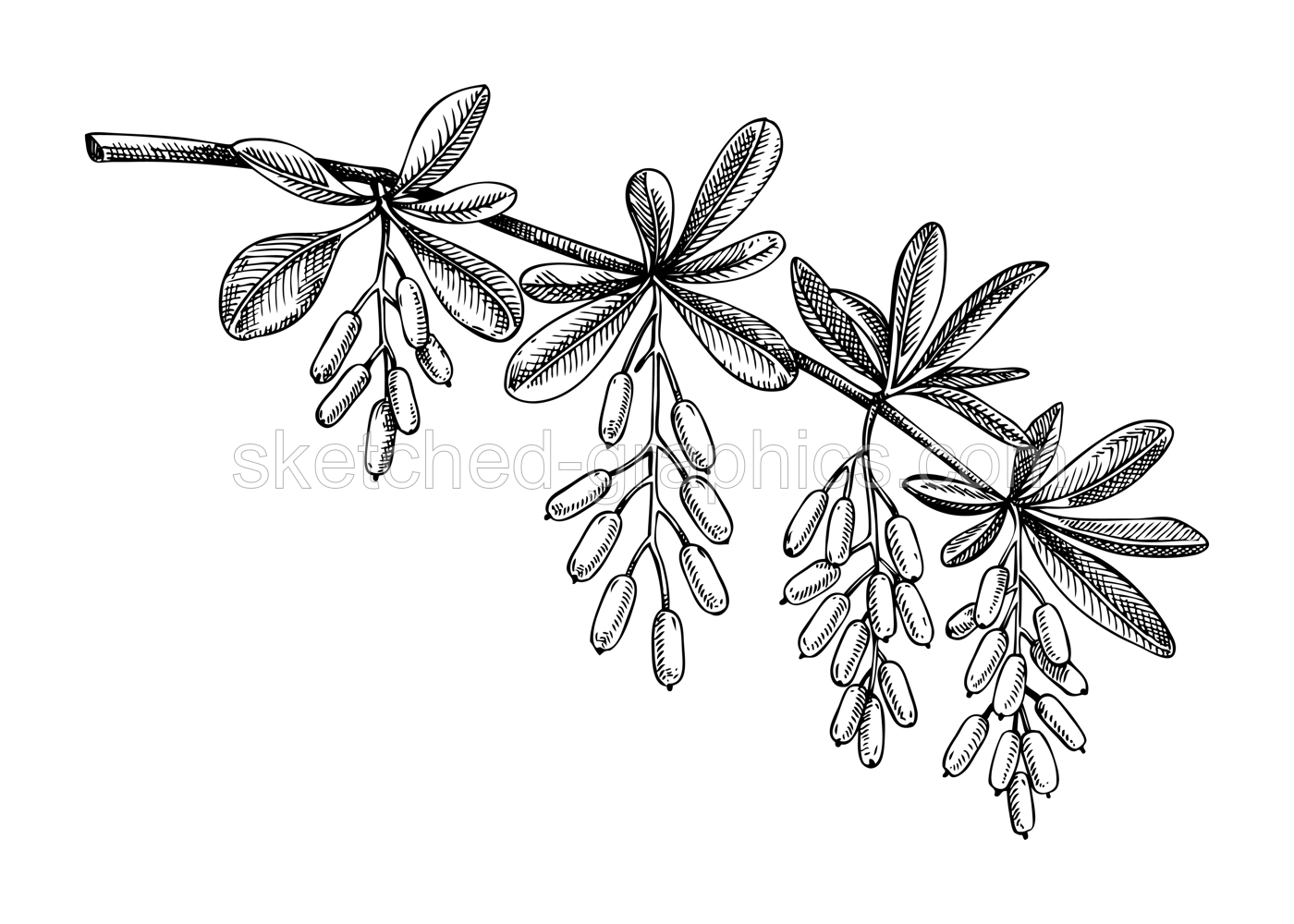Barberry Branch Sketch Illustration