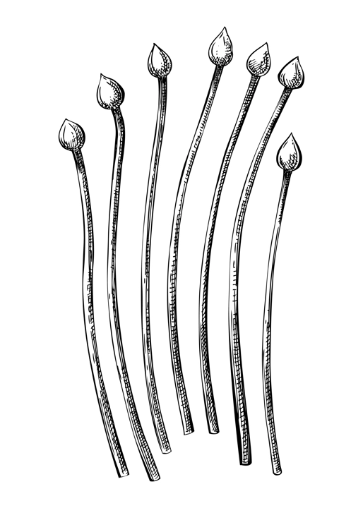 Fresh Chives sketch. Hand-sketched Vegetable illustration. Healthy food plant. Vector drawing of raw cultivated garlic chives. Onion for grocery, markets, packaging, recipes, menus design.